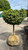  Picea abies Little Gem 245780 