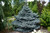  Picea pungens Montgomery 246888 