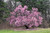 Prunus-tree Prunus x Okame 254640 