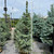  Picea pungens Bacheri 169727 