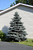  Picea pungens Blue Select 275879 