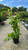 Other Dec. Tree Hamamelis virginiana 302363 
