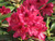Rhododendron catawbiense Nova Zembla 195362