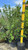  Viburnum x burkwoodii 276682 