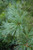  Pinus flexilis Vanderwolfs 169807 