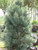 Pinus flexilis Vanderwolfs 169807