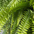 10" Fol. Hb BOSTON FERN 12" HB 