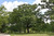  Quercus alba 169914 