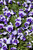 Pansy VIOLA 5.5" 