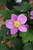 Other Shade Per. Anemone September Charm 172624 