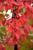  Acer griseum 246544 