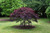 Cercis canadensis Ruby Falls 303018
