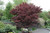 Acer palmatum Bloodgood 222063
