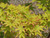 Acer palmatum Sango Kaku 243721