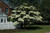  Cornus kousa 169031 