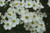  Cornus florida Cloud Nine 245953 