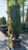 Ilex crenata Sky Pencil 173800