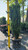  Ilex crenata Sky Pencil 173800 
