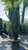  Ilex crenata Sky Pencil 173800 