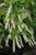 Itea virginica Little Henry 194980