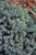 Juniperous Juniperus squamata Blue Star 217508 