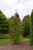 Other Dec. Tree Parrotia persica JL Columnar 184852 