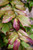 Other Dec. Tree Parrotia persica JL Columnar 184852 
