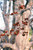 Other Dec. Tree Parrotia persica Persian Spire 303280 