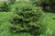 Picea orientalis Nigra Compacta 264184