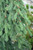  Picea glauca Pendula 265817 