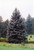 Picea pungens Hoopsii 274825