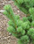  Pinus parviflora Aoi 305873 