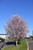 Prunus-tree Prunus cerasifera Krauter Vesuvius 181723 