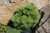  Pinus strobus Horsford 282249 