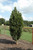  Quercus warei Chimney Fire 303281 