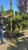  Taxus baccata Repandens 304673 