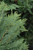 Leyland Cupressocyparis x leylandii 215278 