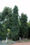 Other Dec. Tree Liquidambar styraciflua Slender Silhouette 279288 