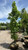 Other Dec. Tree Liquidambar styraciflua Slender Silhouette 279288 