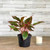5-9" Foliage AGLAONEMA 5" 
