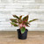 5-9" Foliage AGLAONEMA 5" 
