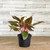 5-9" Foliage AGLAONEMA 5" 