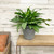 AGLAONEMA GARNET COLTRANE 10"