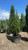 Juniperus chinensis Spartan 215831