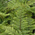 Polystichum P Tassel 163718