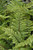 Fern Polystichum polyblepharum Tassel 1g 163718 