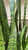 SANSEVIERIA ASST 14"