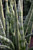 12" & Up Foliage SANSEVIERIA ASST 14" 