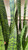 12" & Up Foliage SANSEVIERIA ASST 14" 