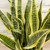 SANSEVIERIA LAURENTII 14"